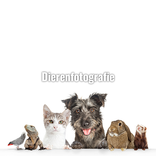 dierenfotografie-stephanvangoor-1 dierenfotografie-stephanvangoor-1
